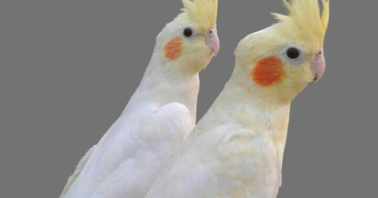 How to identify male and female cockatiel