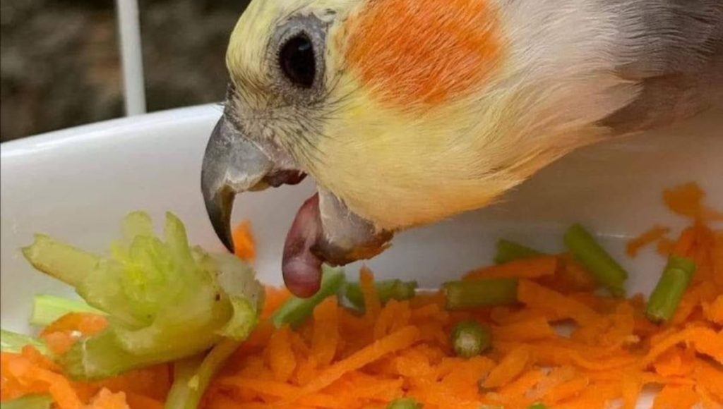 what can a cockatiel eat