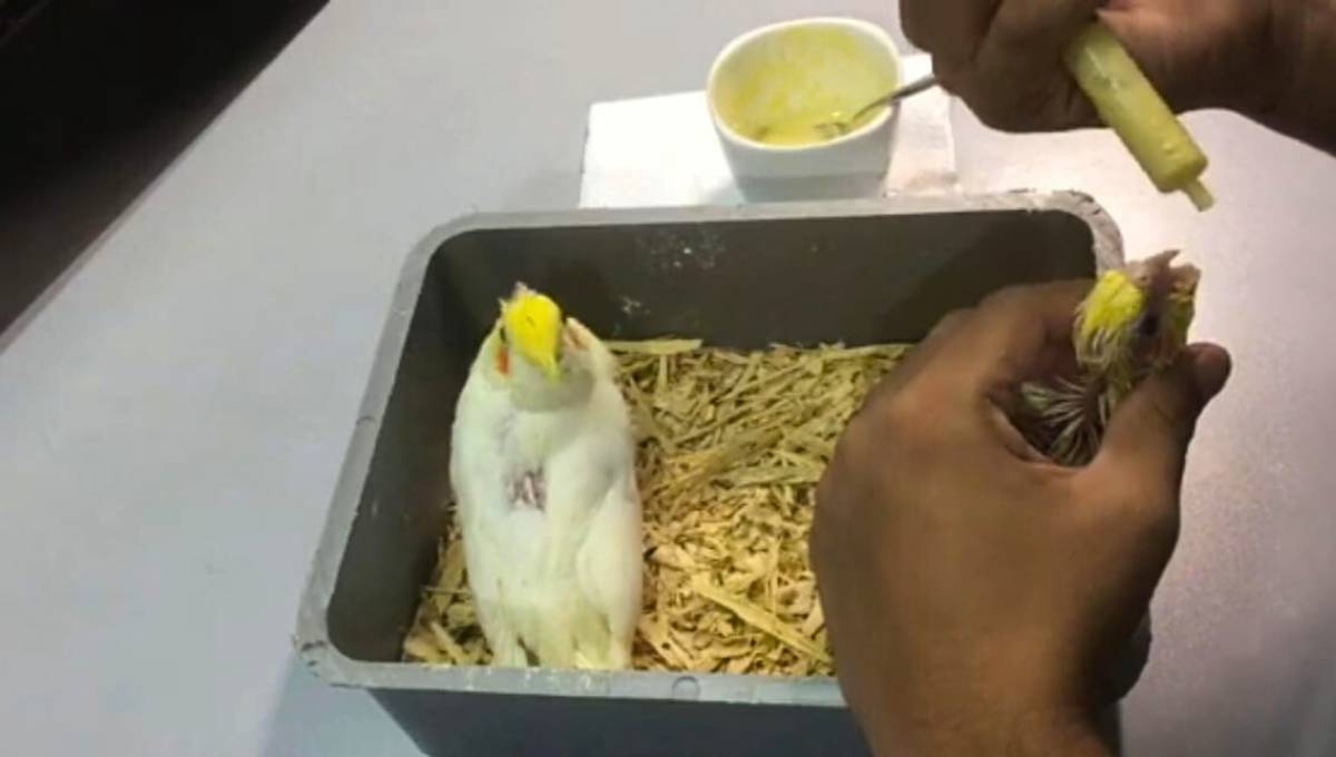 How to Feed a Baby Cockatiel With a Syringe