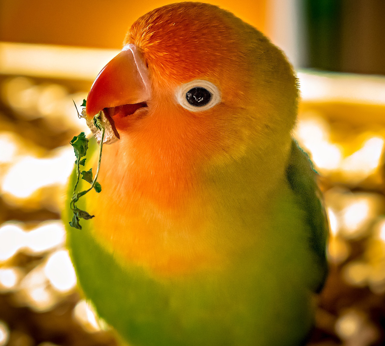 lovebird-5