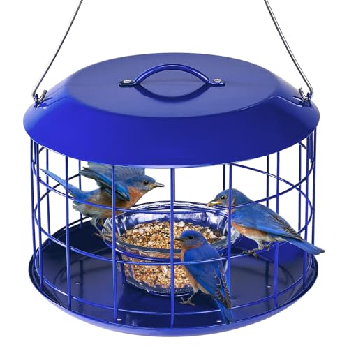 Best Bird Feeder for Mealworms