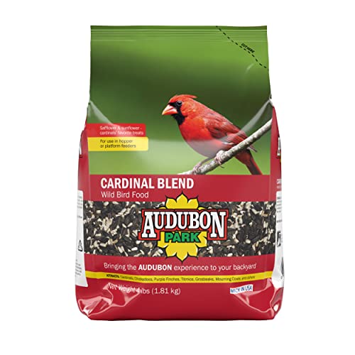 Best Type of Bird Feeder for Cardinals